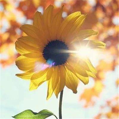 乐鱼官网手机app下载